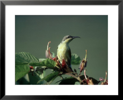 Purple Sunbird, Gal Oya National Park, Sri Lanka by Mary Plage Pricing Limited Edition Print image