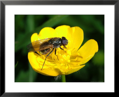 Hoverfly, Adult Female Feeding On Flower, Cumbria, Uk by Keith Porter Pricing Limited Edition Print image