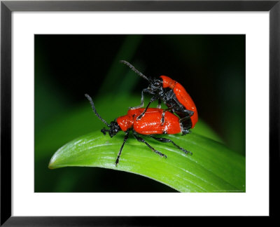 Lily Beetles, Matingpair, Cambridgeshire, Uk by Keith Porter Pricing Limited Edition Print image