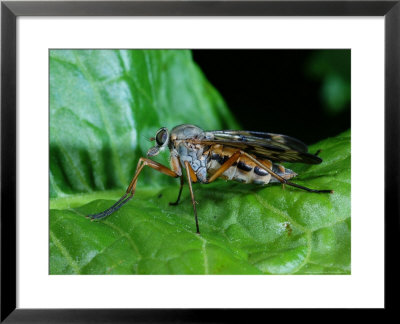 Downlooker Snipe Fly, Adult Perching, Cumbria, Uk by Keith Porter Pricing Limited Edition Print image