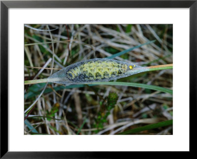 Six-Spot Burnet Moth, Caterpillar Pupating Inside Silken Cocoon, Cumbria, Uk by Keith Porter Pricing Limited Edition Print image
