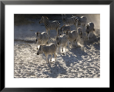 Burchells Zebra, Group Walking, Botswana by Mike Powles Pricing Limited Edition Print image
