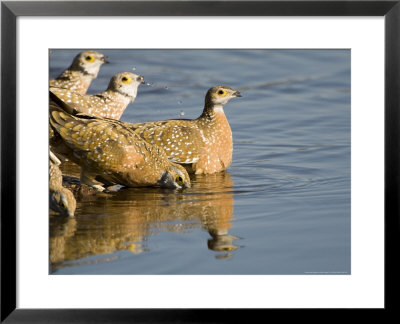 Burchells Sand Grouse, Females In Water, Bots by Mike Powles Pricing Limited Edition Print image