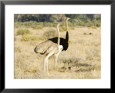 Ostrich, Male And Female With Chicks, Kenya by Mike Powles Pricing Limited Edition Print image