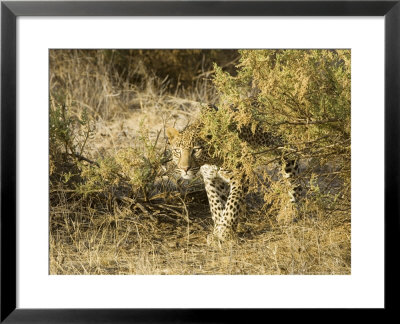Leopard, Young Female Stalking, Kenya by Mike Powles Pricing Limited Edition Print image