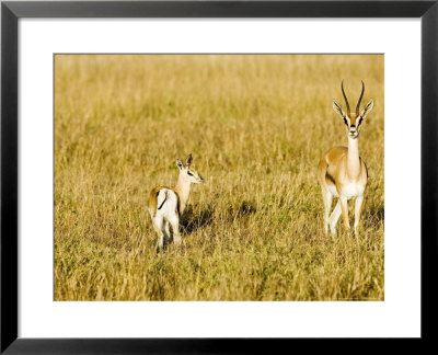 Thomsons Gazelle, Female With Youngster, Kenya by Mike Powles Pricing Limited Edition Print image