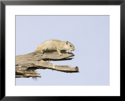 Squirrel by Mike Powles Pricing Limited Edition Print image