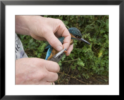 Kingfisher, Bird Ringer Fitting Ring, Uk by Mike Powles Pricing Limited Edition Print image