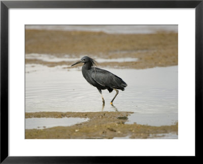 Black Heron, Adult Wading, Tanzania by Mike Powles Pricing Limited Edition Print image