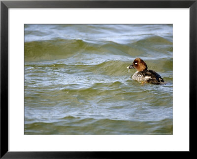 Goldeneye Duck, Scotland by Keith Ringland Pricing Limited Edition Print image