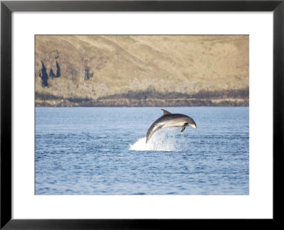 Bottlenose Dolphin, Breaching Near Coast, Scotland by Keith Ringland Pricing Limited Edition Print image