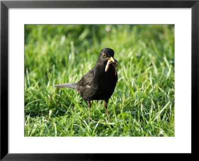 Blackbird, With Newly Caught Earthworm, Scotland by Keith Ringland Pricing Limited Edition Print image