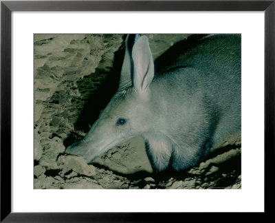 Aardvark, Digging Inside A Termite Mound, Kenya by Alan Root Pricing Limited Edition Print image