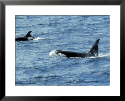 Antarctic Orca, Antarctic Peninsula by Rick Price Pricing Limited Edition Print image