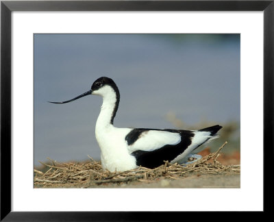 Avocet, Spain by Carlos Sanchez Alonso Pricing Limited Edition Print image