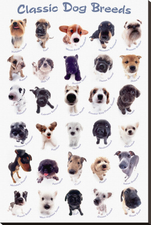 Dog Breeds by Yoneo Morita Pricing Limited Edition Print image