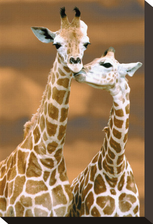 Giraffe First Love by Ron D'raine Pricing Limited Edition Print image