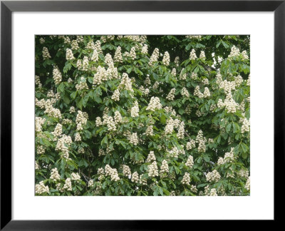 Horse Chesnut In Flower, Aesculus Hippocastanum by Iain Sarjeant Pricing Limited Edition Print image