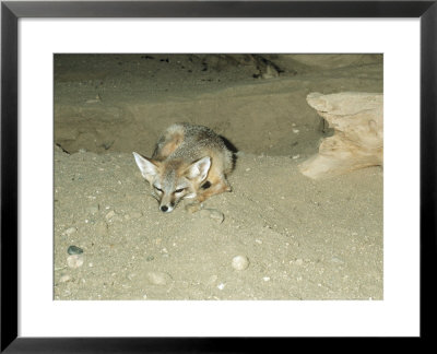 San Joaquin Kit Fox, Endangered Species, Usa by Frank Schneidermeyer Pricing Limited Edition Print image