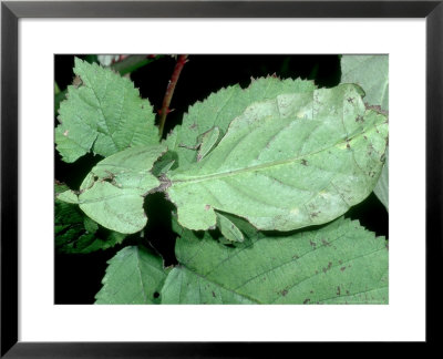 Leaf Insect, Phyllium Bioculatum by Alastair Shay Pricing Limited Edition Print image