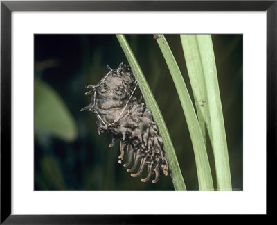 Common Birdwing Butterfly, Spinning A Silk Pad by Alastair Shay Pricing Limited Edition Print image
