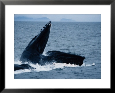 Humpback Whales, Group Feeding, Ak, Usa by Gerard Soury Pricing Limited Edition Print image