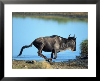 Wildebeest, Connochaetes Taurinus, Tanzania by Robert Franz Pricing Limited Edition Print image