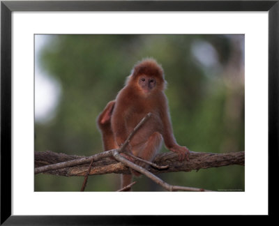 Red Langur, Javan Leaf Monkey by Robert Franz Pricing Limited Edition Print image