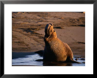 Northern Elephant Seal, California by Harry Walker Pricing Limited Edition Print image
