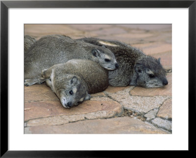 Small Toothed Rock Hyraxes (Heterohyrax Brucei) by Ralph Reinhold Pricing Limited Edition Print image