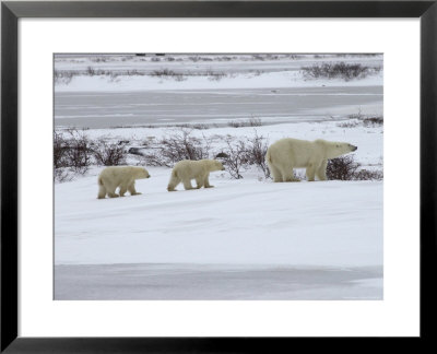 Polar Bears In Churchill, Manitoba by Keith Levit Pricing Limited Edition Print image