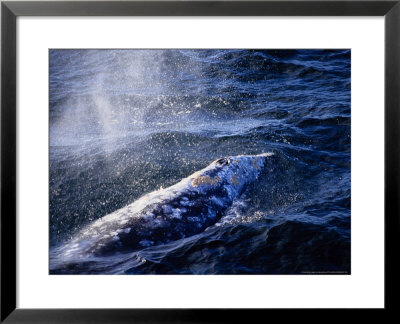 Grey Whale, Blowing, Baja Califo by Gerard Soury Pricing Limited Edition Print image