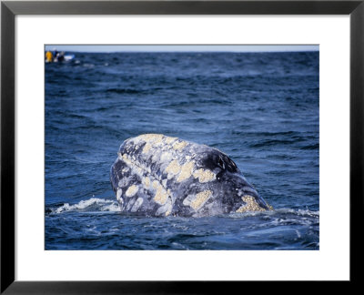 Grey Whale, Porpoising, Baja Calif by Gerard Soury Pricing Limited Edition Print image