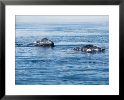 Grey Whale, Mother & Calf, Mexico by Gerard Soury Pricing Limited Edition Print image