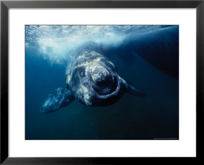 Southern Right Whale, Under Surface, Peninsula Valdes by Gerard Soury Pricing Limited Edition Print image