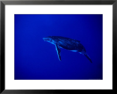 Humpback Whale, Juvenile, Polynesi by Gerard Soury Pricing Limited Edition Print image