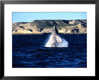 Southern Right Whale, Juvenile Breaching, Valdes Penin by Gerard Soury Pricing Limited Edition Print image