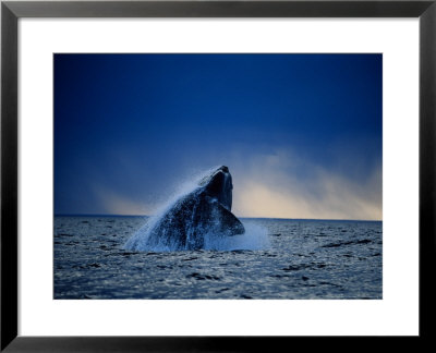 Southern Right Whale, Breaching, Peninsula Valdes by Gerard Soury Pricing Limited Edition Print image