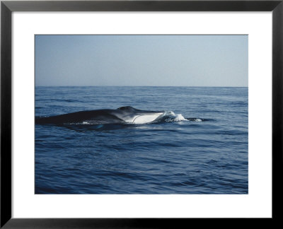 Fin Whale, Surfacing, Azores, Port by Gerard Soury Pricing Limited Edition Print image