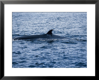 Brydes Whale, Female Arching Back, Puerto Vallarta by Gerard Soury Pricing Limited Edition Print image