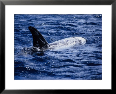 Rissos Dolphin At Surface, Azores, Portugal by Gerard Soury Pricing Limited Edition Print image