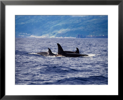 Killer Whale, Family, Azores, Portugal by Gerard Soury Pricing Limited Edition Print image