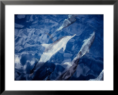 Long-Snouted Spinner Dolphin, Bowriding, Brazil by Gerard Soury Pricing Limited Edition Print image