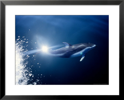 Pacific White-Sided Dolphin, Bc, Canada by Gerard Soury Pricing Limited Edition Print image