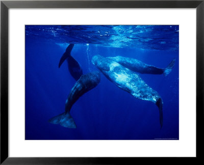 Sperm Whale, Protecting Calf, Portugal by Gerard Soury Pricing Limited Edition Print image
