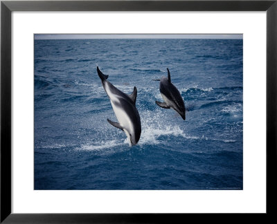 Dusky Dolphin, Jumping, New Zealand by Gerard Soury Pricing Limited Edition Print image