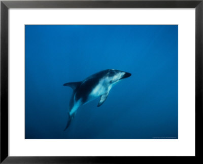 Dusky Dolphin, Underwater, New Zealand by Gerard Soury Pricing Limited Edition Print image