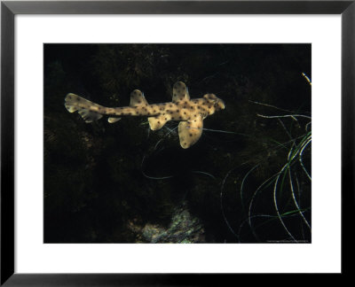 Horn Shark, Swimming, Usa by Gerard Soury Pricing Limited Edition Print image