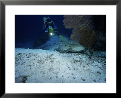 Zebra Shark, With Diver, Thailand by Gerard Soury Pricing Limited Edition Print image