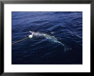 Great White Shark, With Bait, S. Africa by Gerard Soury Pricing Limited Edition Print image